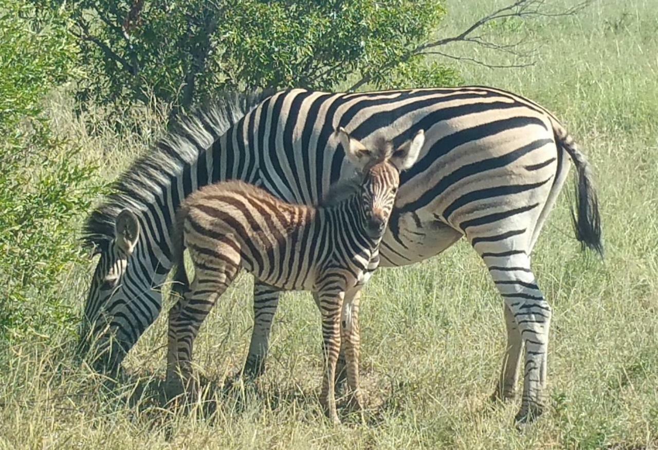 Villa Flight of the Eagle @ Kruger Marloth Park Exterior foto