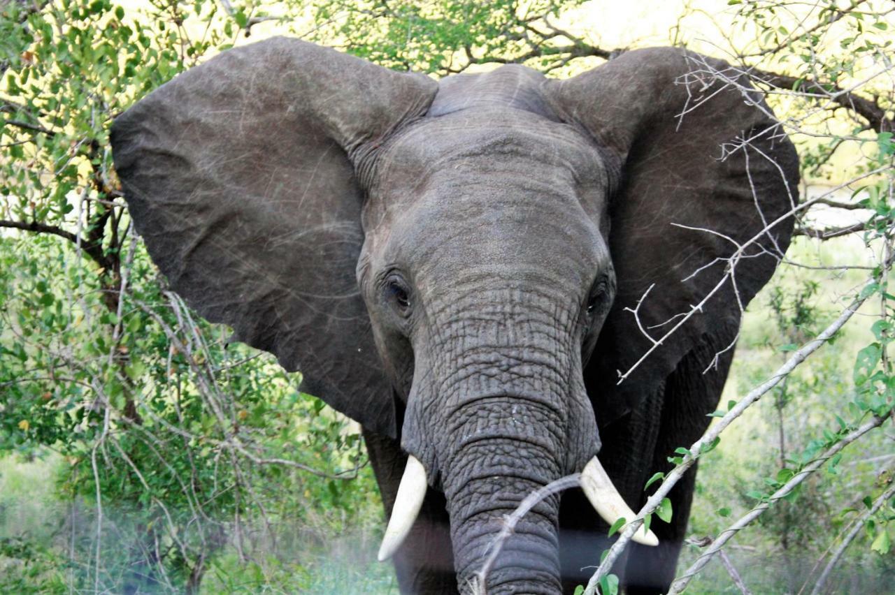 Villa Flight of the Eagle @ Kruger Marloth Park Exterior foto